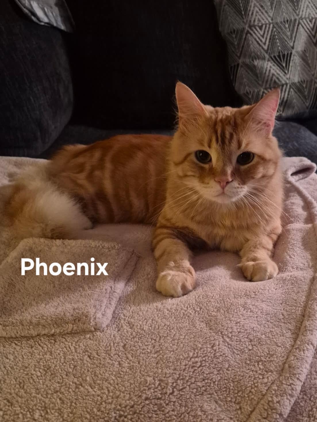 Enlarge Phoenix, an adoptable Domestic Long Hair in Chicopee, MA image 3/3