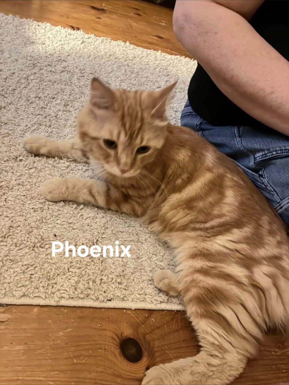Phoenix, an adopted Domestic Long Hair in Chicopee, MA image 3/4