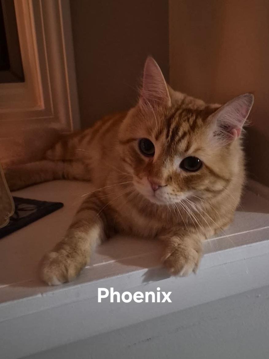 Phoenix, adoptable, Adult Male Domestic Long Hair.