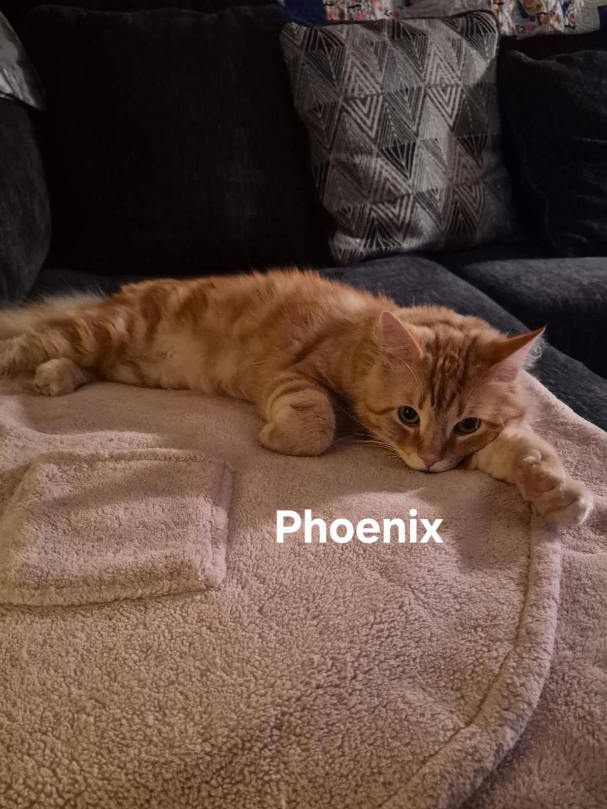 Enlarge Phoenix, an adoptable Domestic Long Hair in Chicopee, MA image 2/3