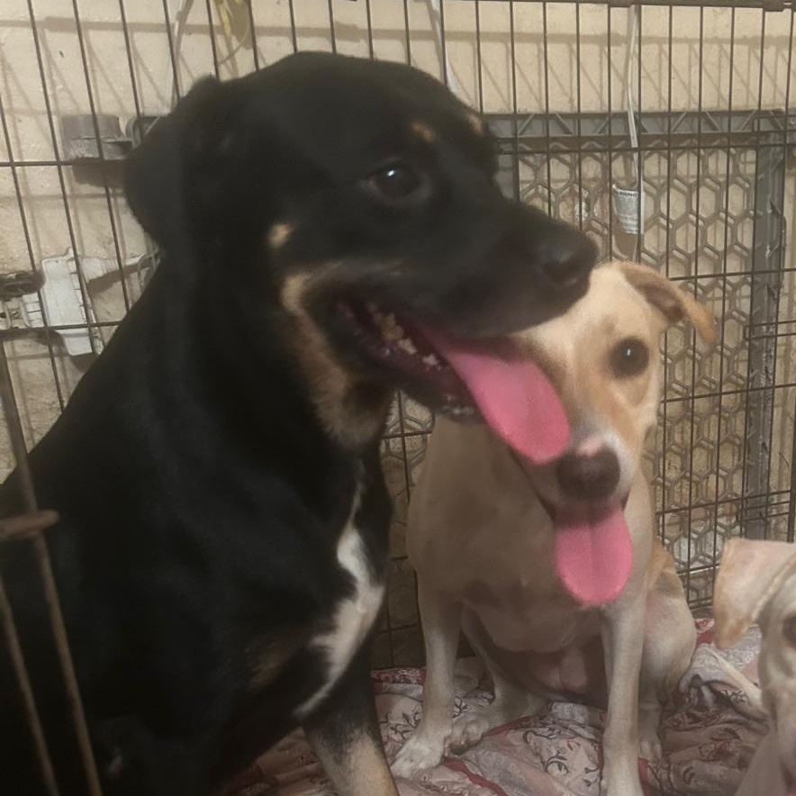 Dexter, Adoptable, Young Male Labrador Retriever & German Shepherd Dog.