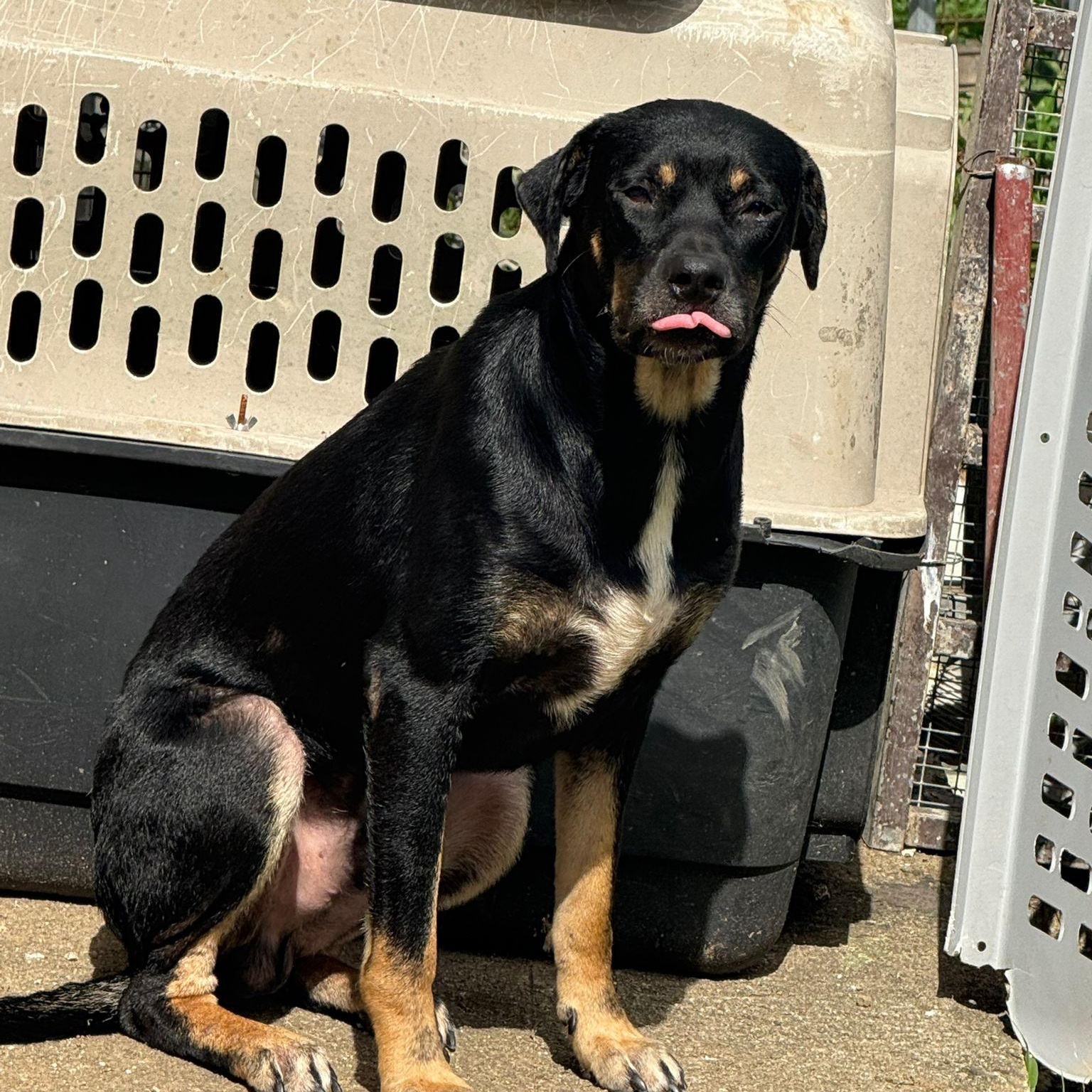 Dexter, Adoptable, Young Male Labrador Retriever & German Shepherd Dog.