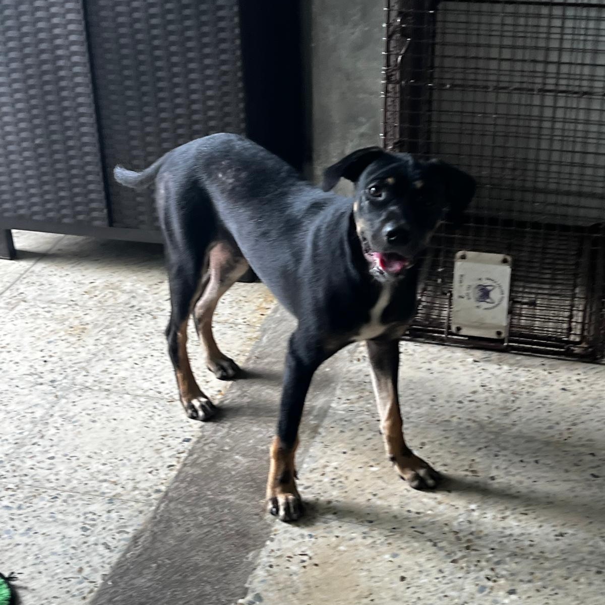 Dexter, a Adoptable mixed breed in Hackensack, NJ image 4/6