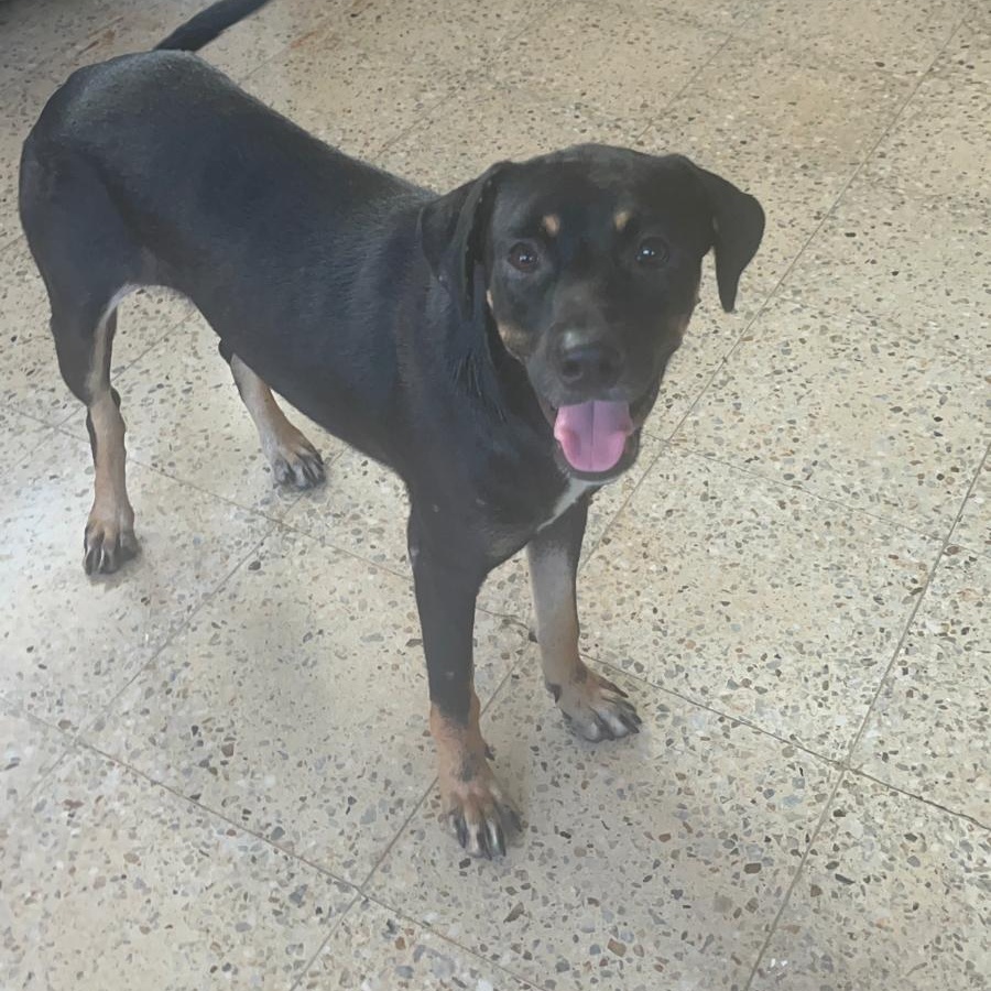 Dexter, a Adoptable mixed breed in Hackensack, NJ image 5/6