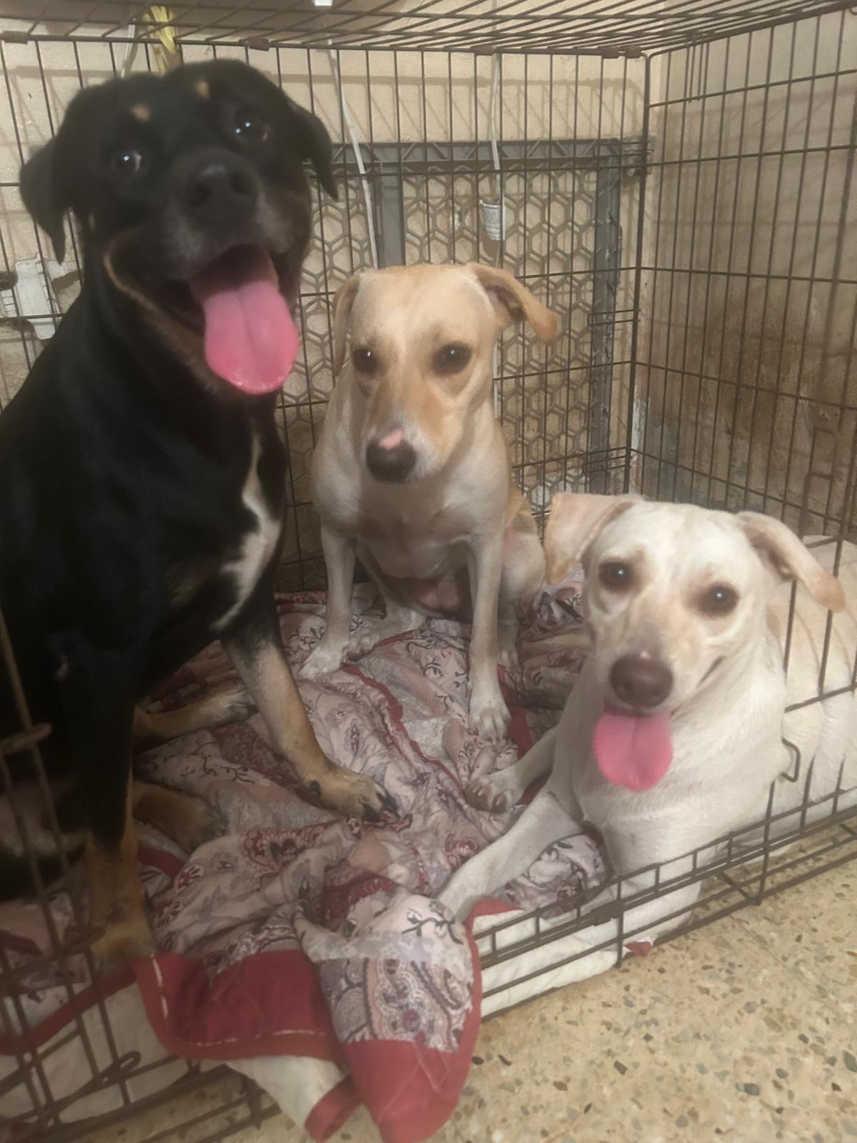 Dexter, a Adoptable mixed breed in Hackensack, NJ image 2/6