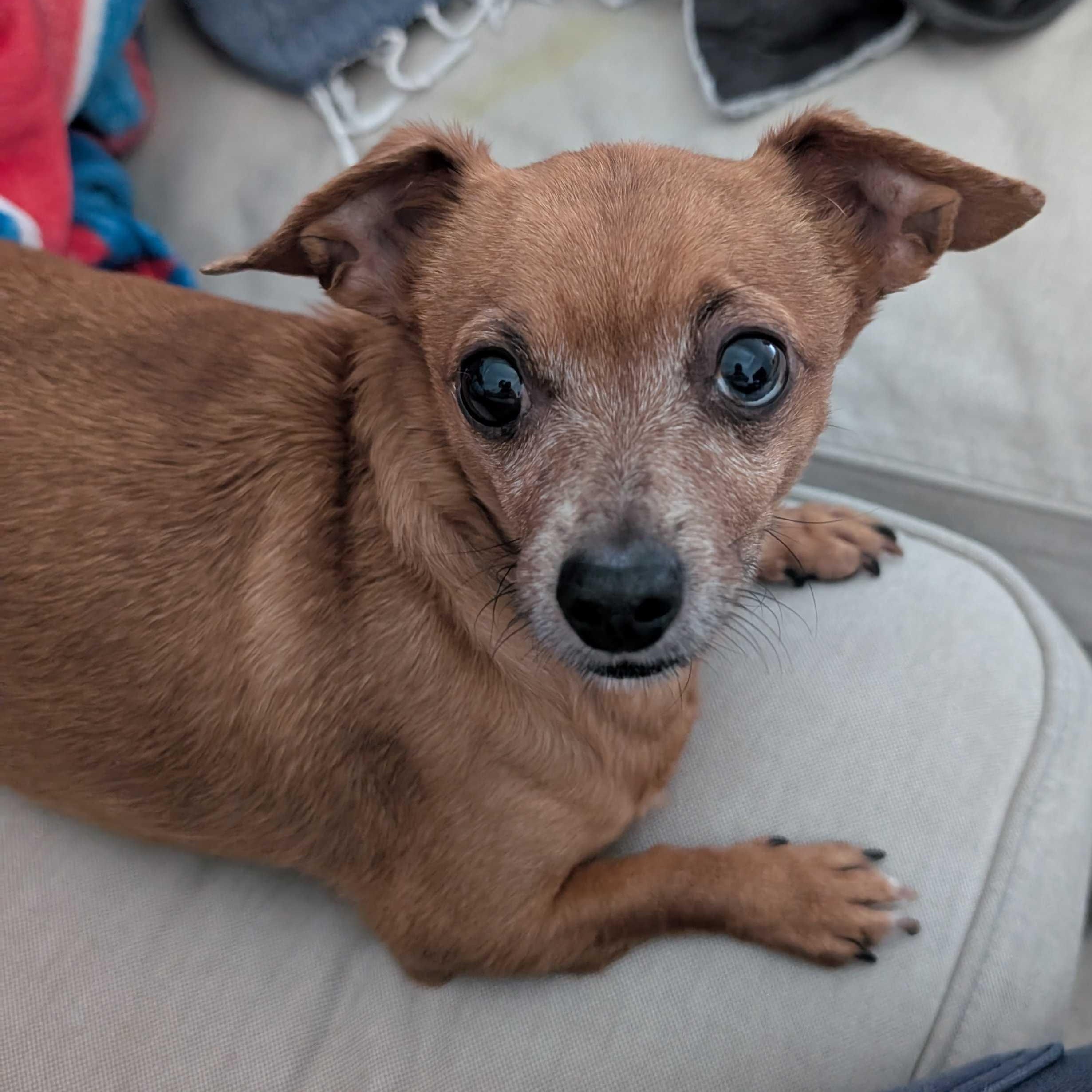 Sassy, a Adoptable mixed breed in Greensboro, NC image 1/2