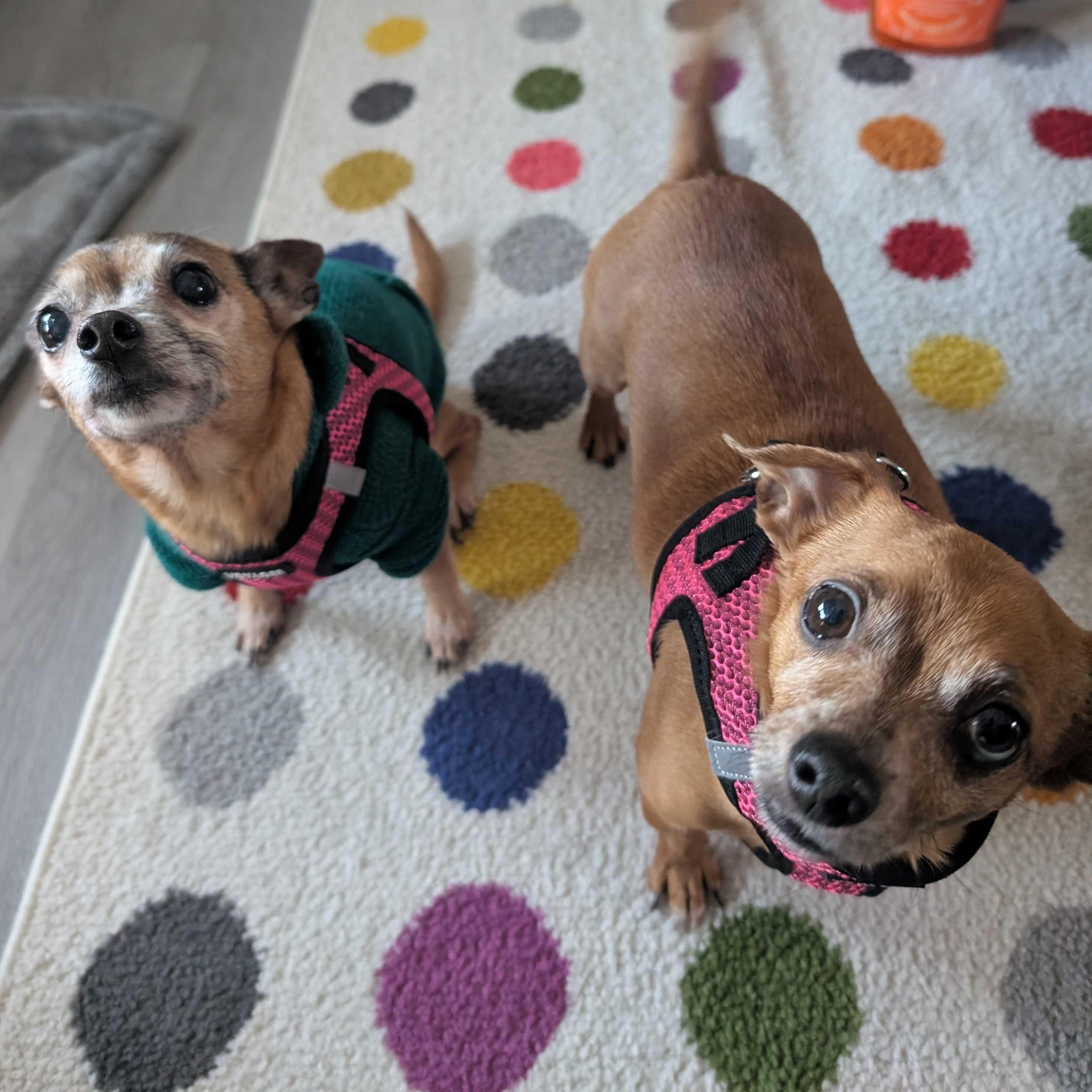 Sassy, Adoptable, Adult Female Chihuahua & Mixed Breed.