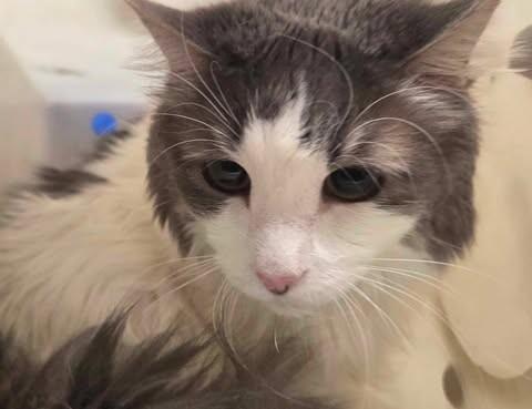 Enlarge Bell, a Adoptable Domestic Long Hair in Fruit Heights, UT image 1/6