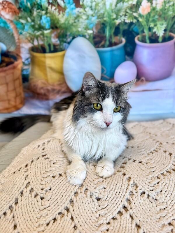 Enlarge Bell, a Adoptable Domestic Long Hair in Fruit Heights, UT image 2/6