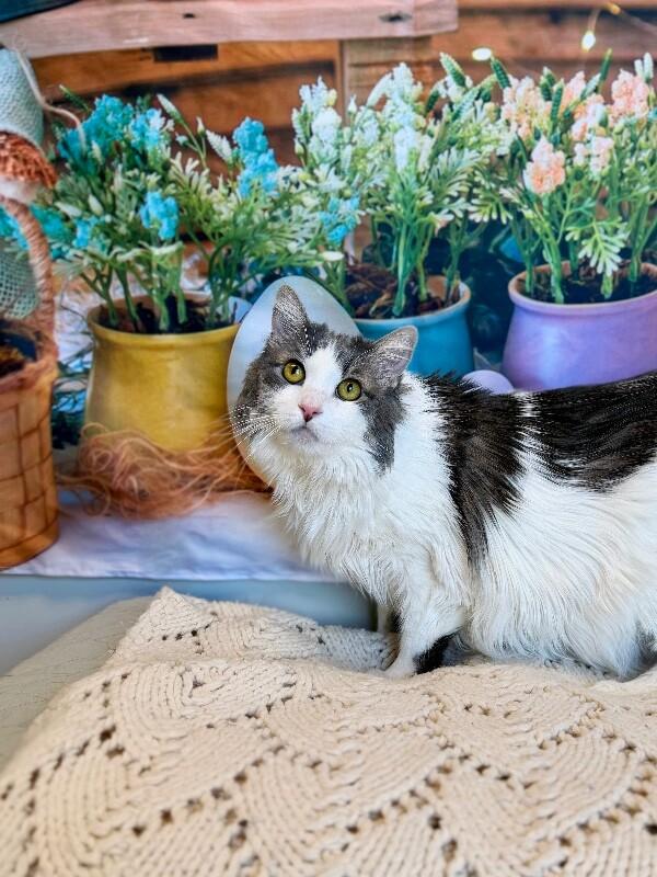 Enlarge Bell, a Adoptable Domestic Long Hair in Fruit Heights, UT image 3/6