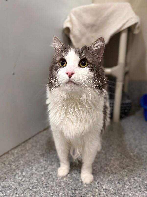 Enlarge Bell, a Adoptable Domestic Long Hair in Fruit Heights, UT image 4/6