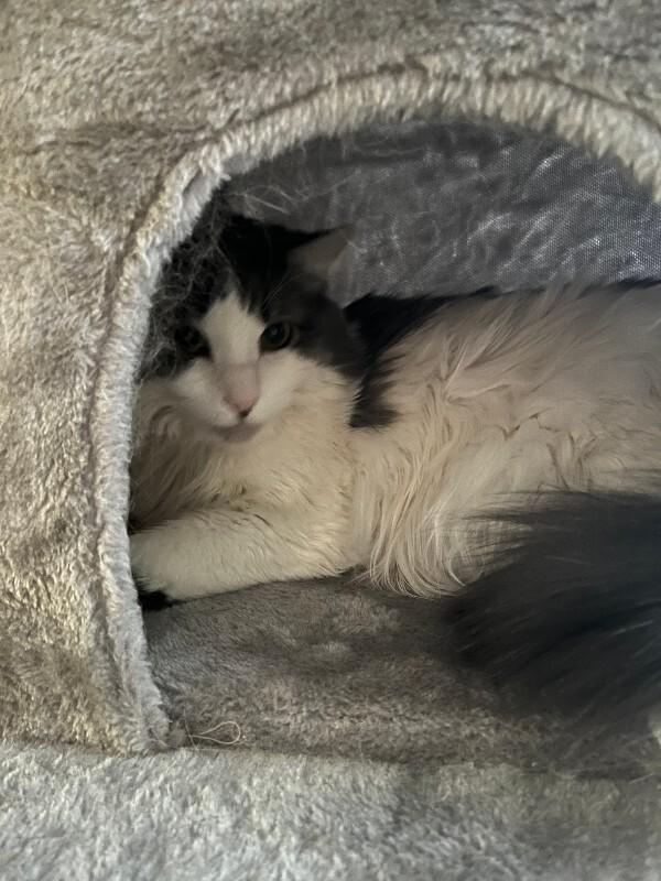 Enlarge Bell, a Adoptable Domestic Long Hair in Fruit Heights, UT image 5/6