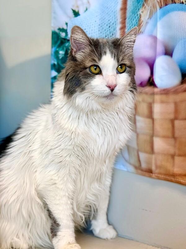 Enlarge Bell, a Adoptable Domestic Long Hair in Fruit Heights, UT image 6/6