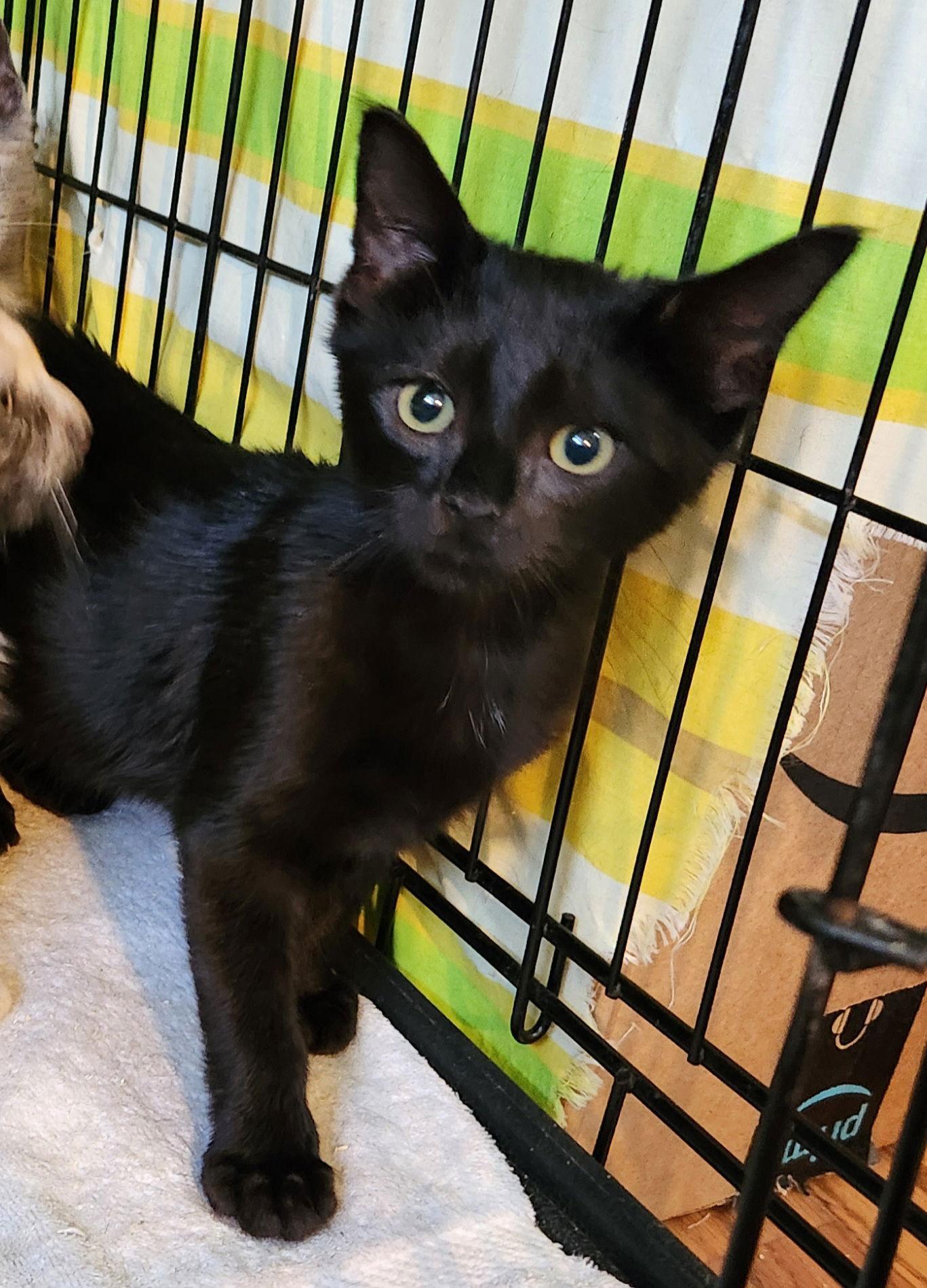 Enlarge Beau, a Adopted Domestic Short Hair in Furlong, PA image 1/2