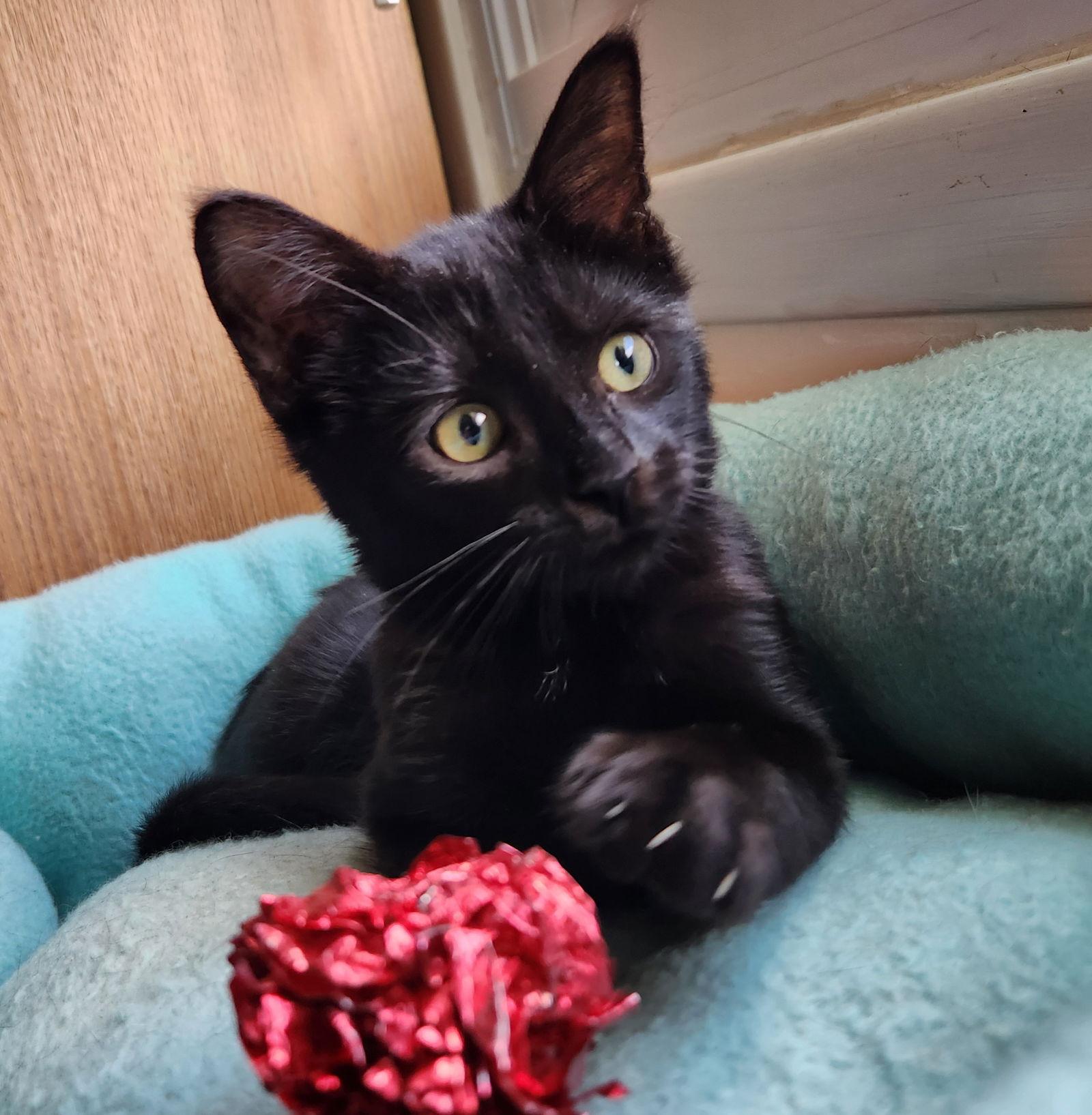 Enlarge Beau, a Adopted Domestic Short Hair in Furlong, PA image 2/2