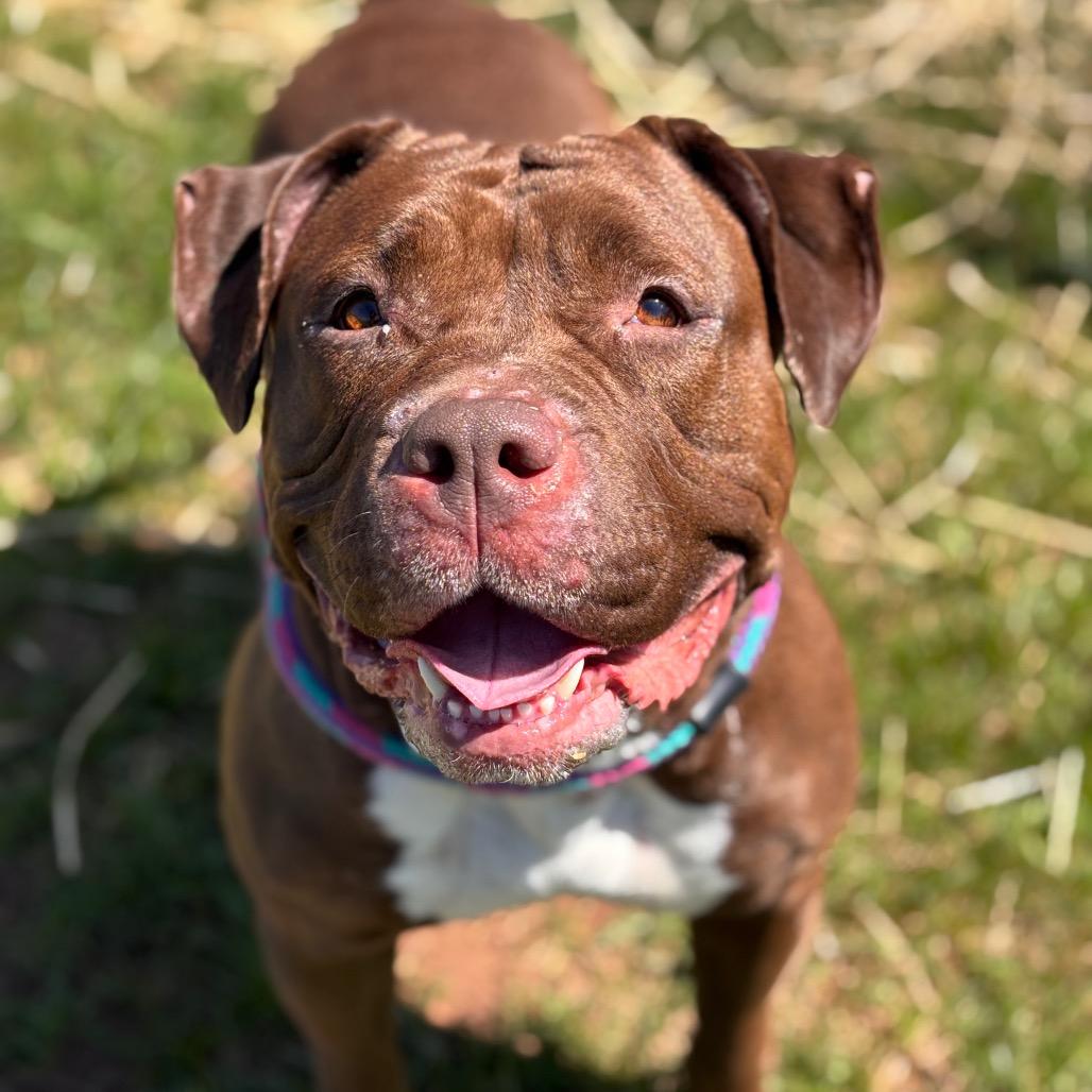 Karen Michelle, a Adoptable Bull Terrier in York, PA image 3/6