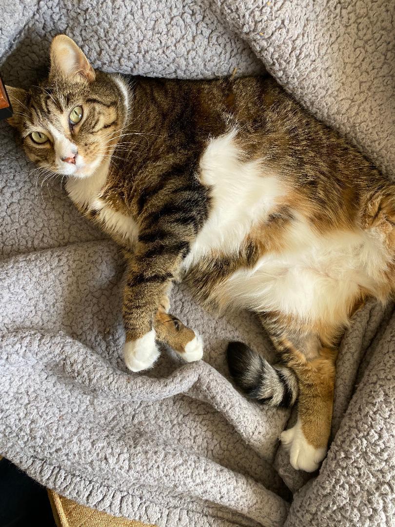 Henry, Adoptable, Adult Male Domestic Short Hair.