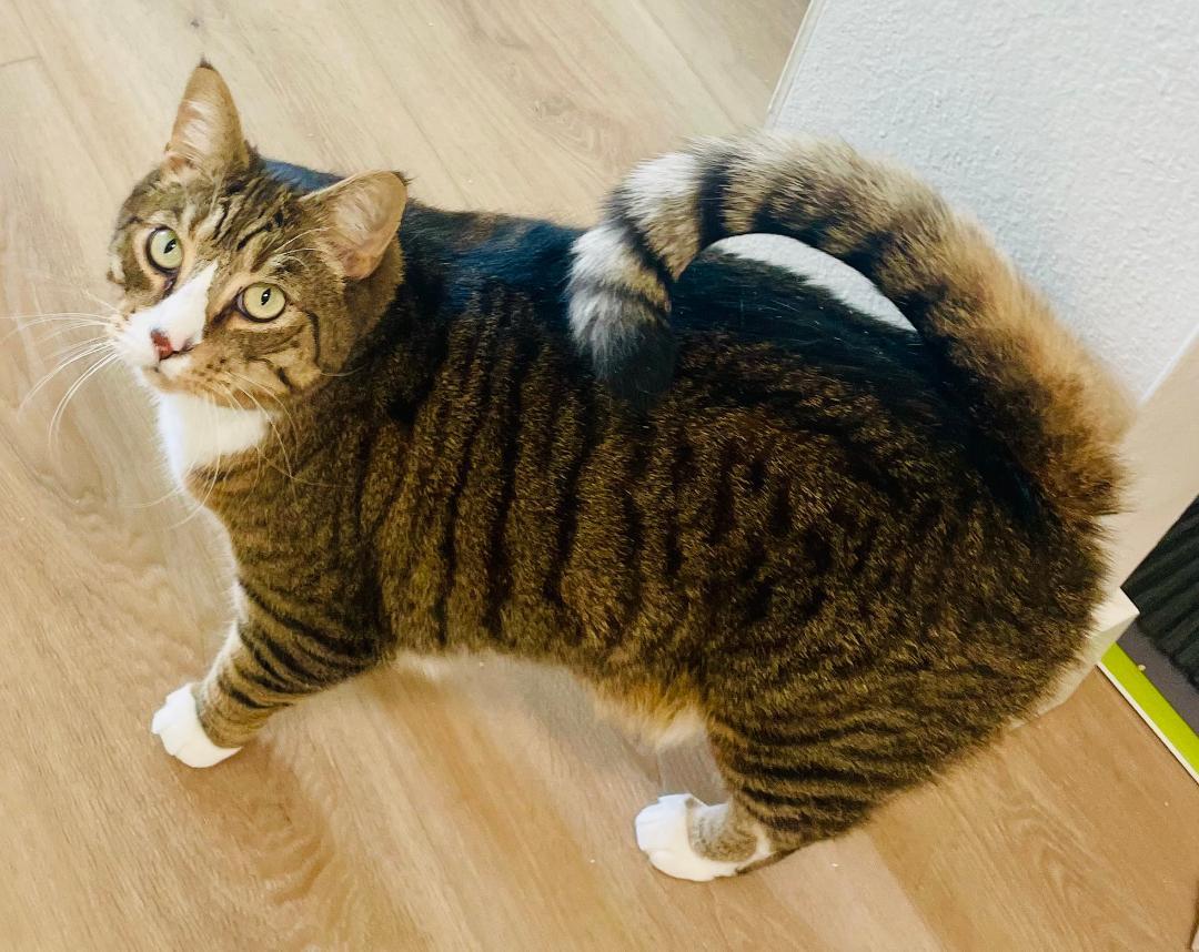 Henry, a Adoptable Domestic Short Hair in Oceanside, CA image 2/5