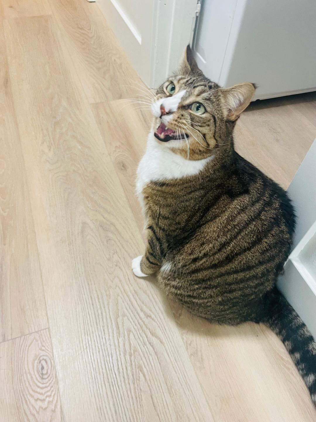 Henry, a Adoptable Domestic Short Hair in Oceanside, CA image 4/5