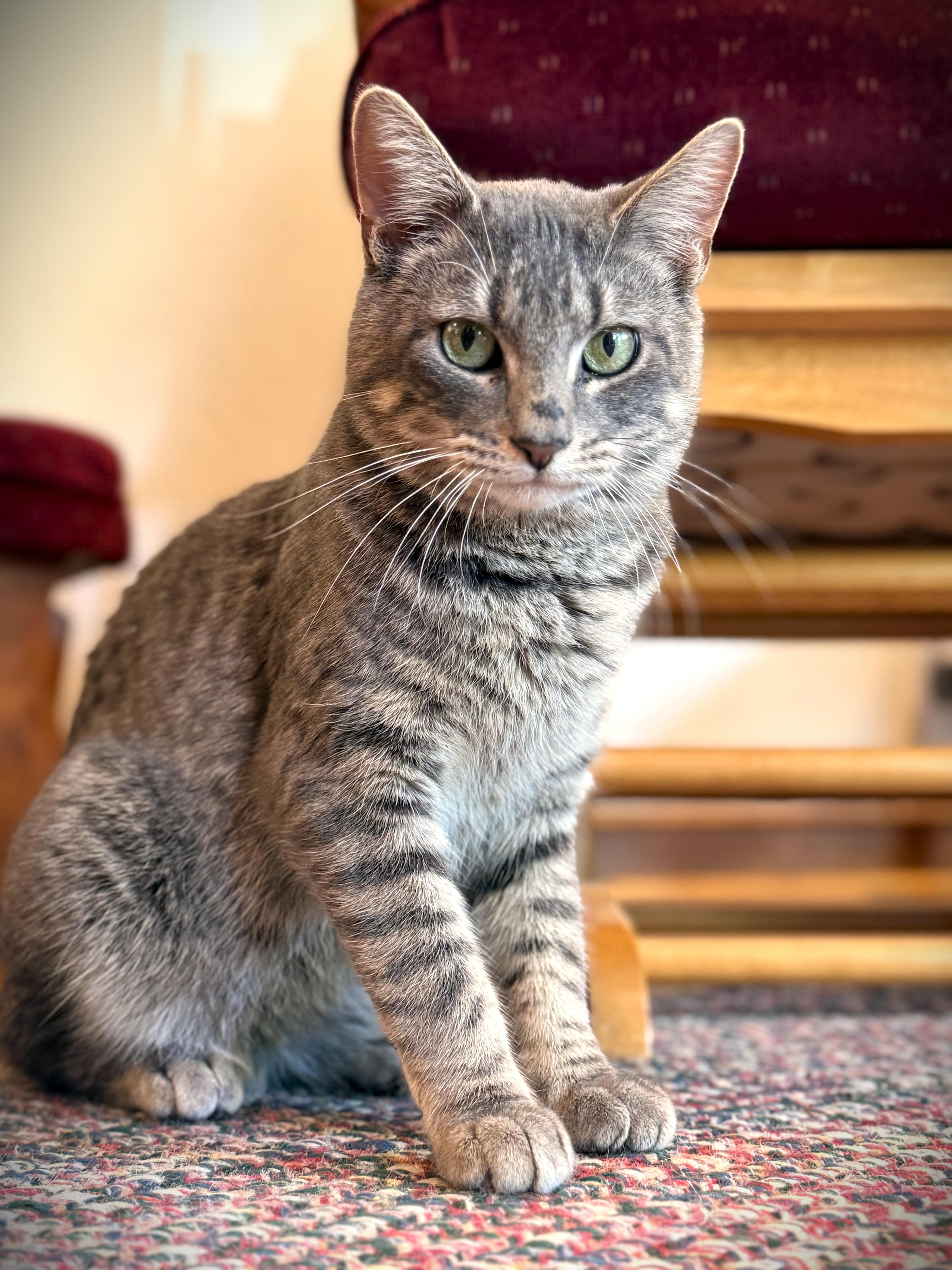 EARL, a ADOPTABLE Domestic Short Hair in Mankato, MN image 2/5