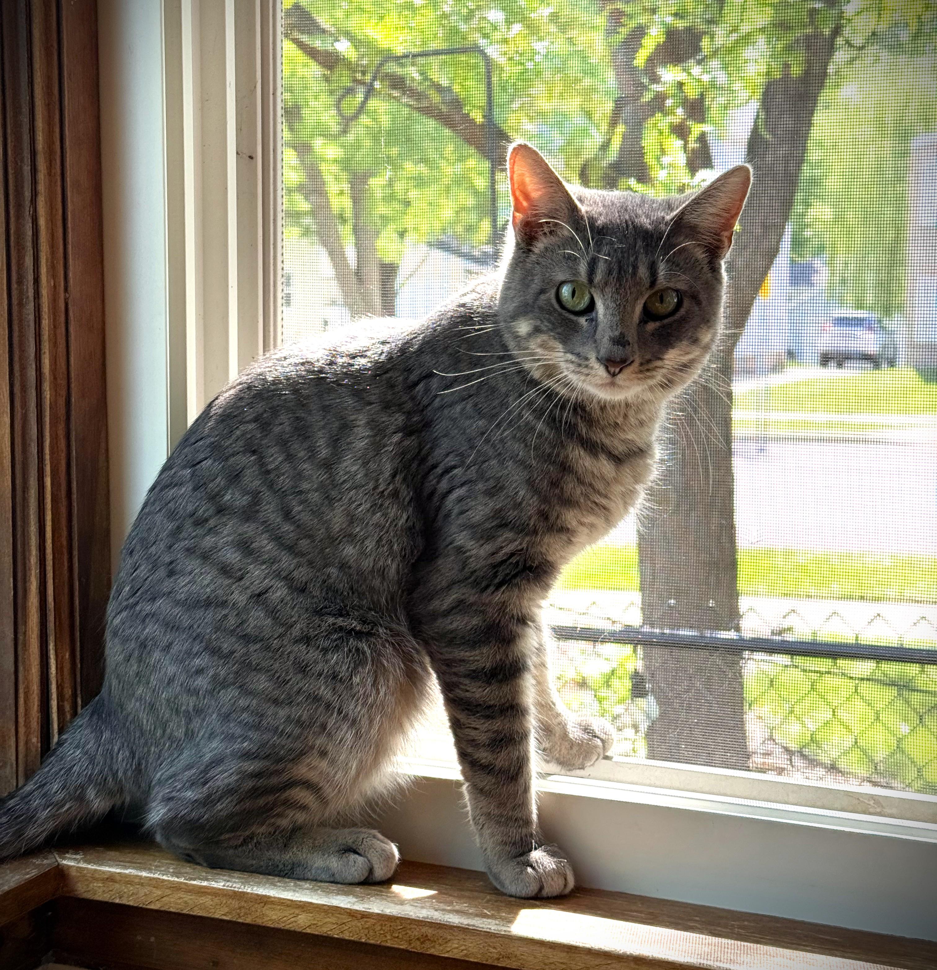 EARL, a ADOPTABLE Domestic Short Hair in Mankato, MN image 3/5
