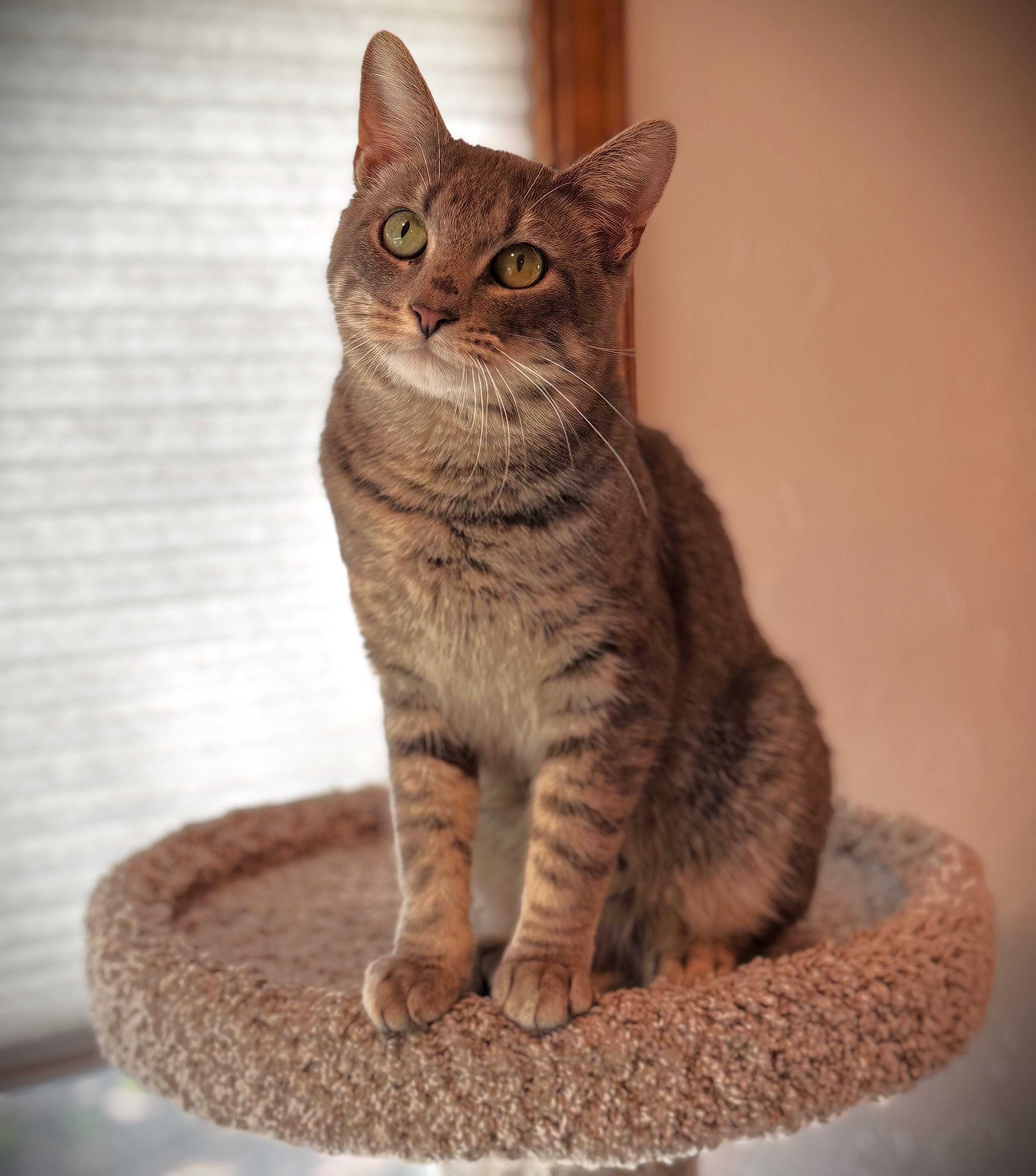 EARL, a ADOPTABLE Domestic Short Hair in Mankato, MN image 4/5