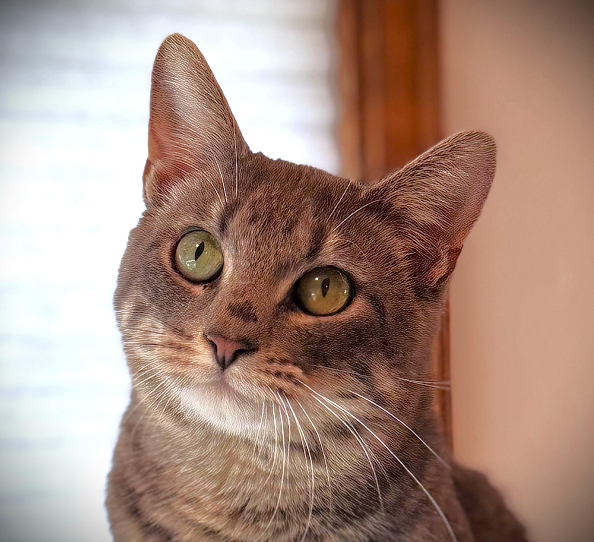 EARL, a ADOPTABLE Domestic Short Hair in Mankato, MN image 1/5