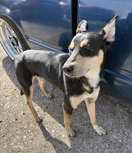 Enlarge Twister, a ADOPTABLE Mixed Breed in Nashville, TN image 2/2