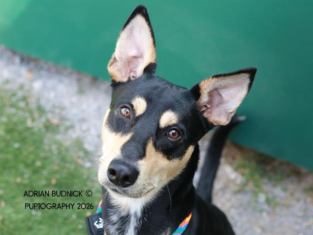 Enlarge Twister, a ADOPTABLE Mixed Breed in Nashville, TN image 1/2