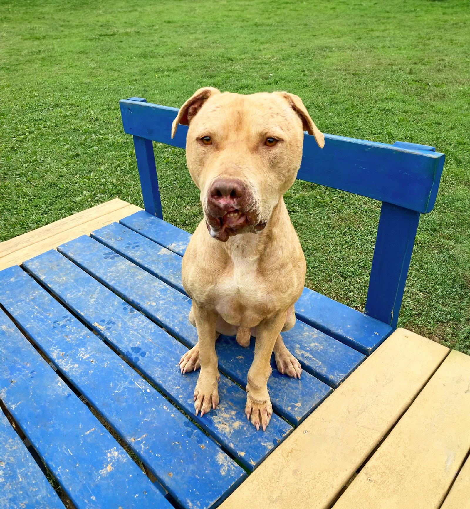 Enlarge Shine, a Adoptable Terrier in Coatesville, PA image 1/3