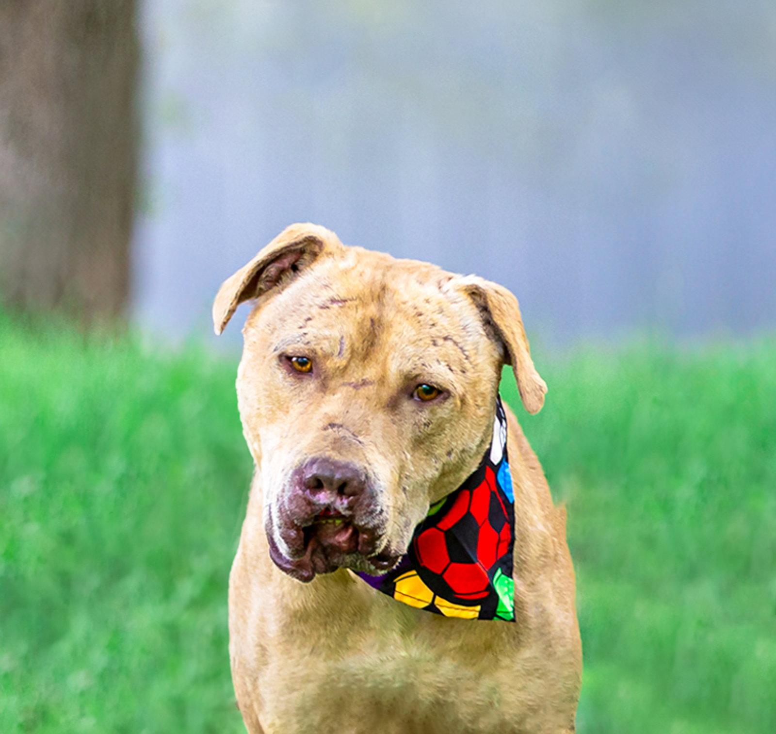 Enlarge Shine, a Adoptable Terrier in Coatesville, PA image 2/3