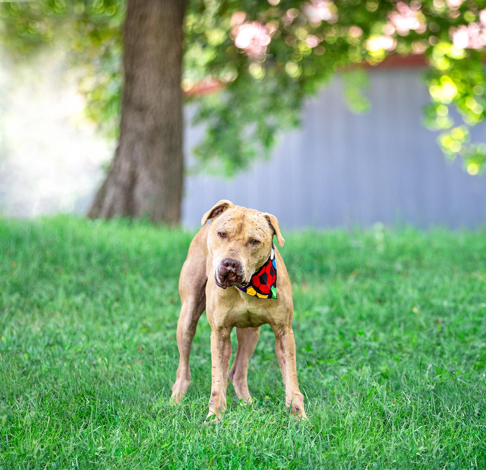 Enlarge Shine, a Adoptable Terrier in Coatesville, PA image 3/3