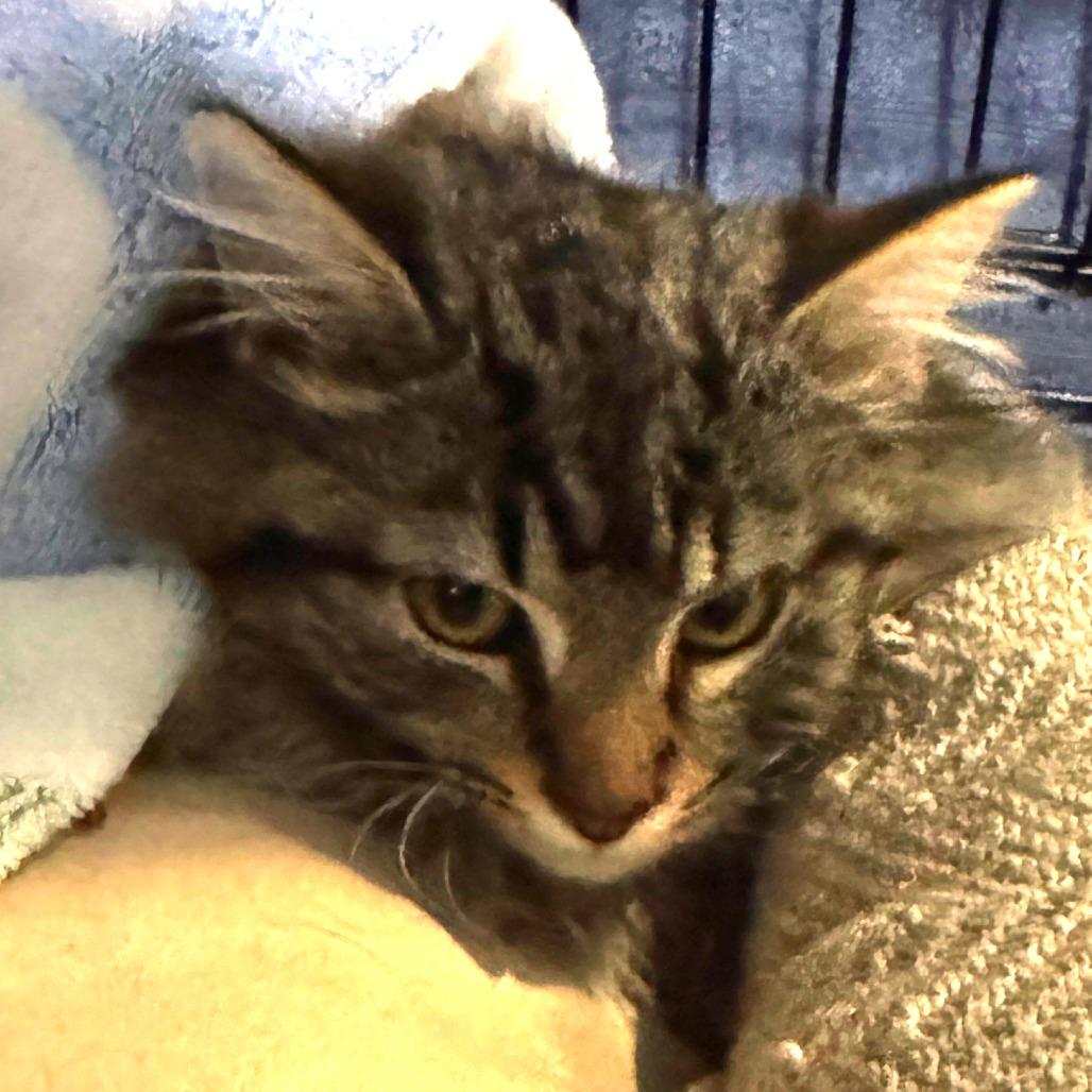 Dexter, Adoptable, Kitten Male Domestic Long Hair.