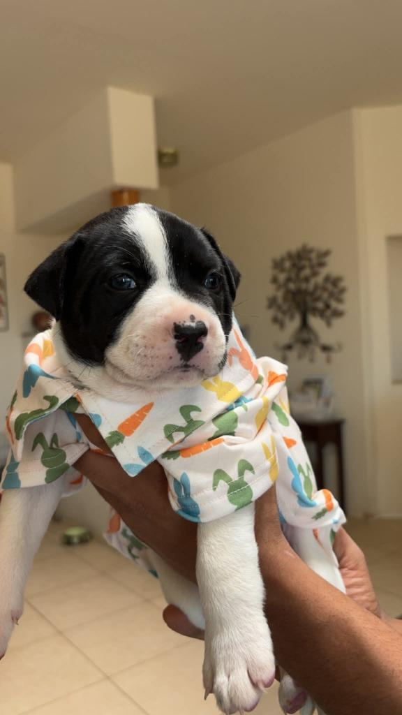 Sylvester, Adoptable, Puppy Male Mixed Breed.