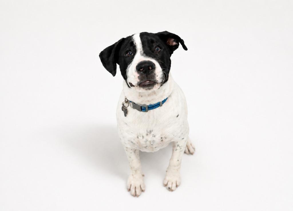 Sylvester, a Adoptable Mixed Breed in Mesa, AZ image 3/4