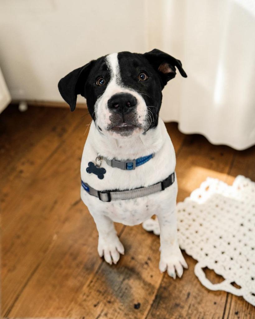 Enlarge Sylvester, a Adoptable Mixed Breed in Mesa, AZ image 3/4