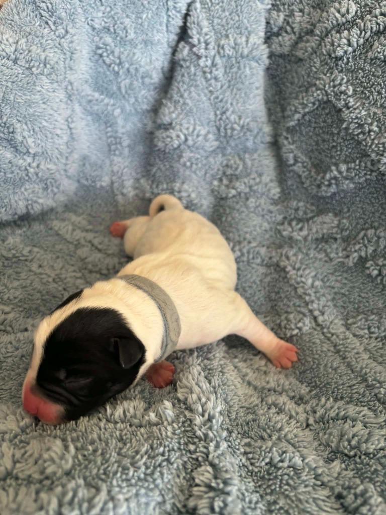 Enlarge Sylvester, a Adoptable Mixed Breed in Mesa, AZ image 2/2