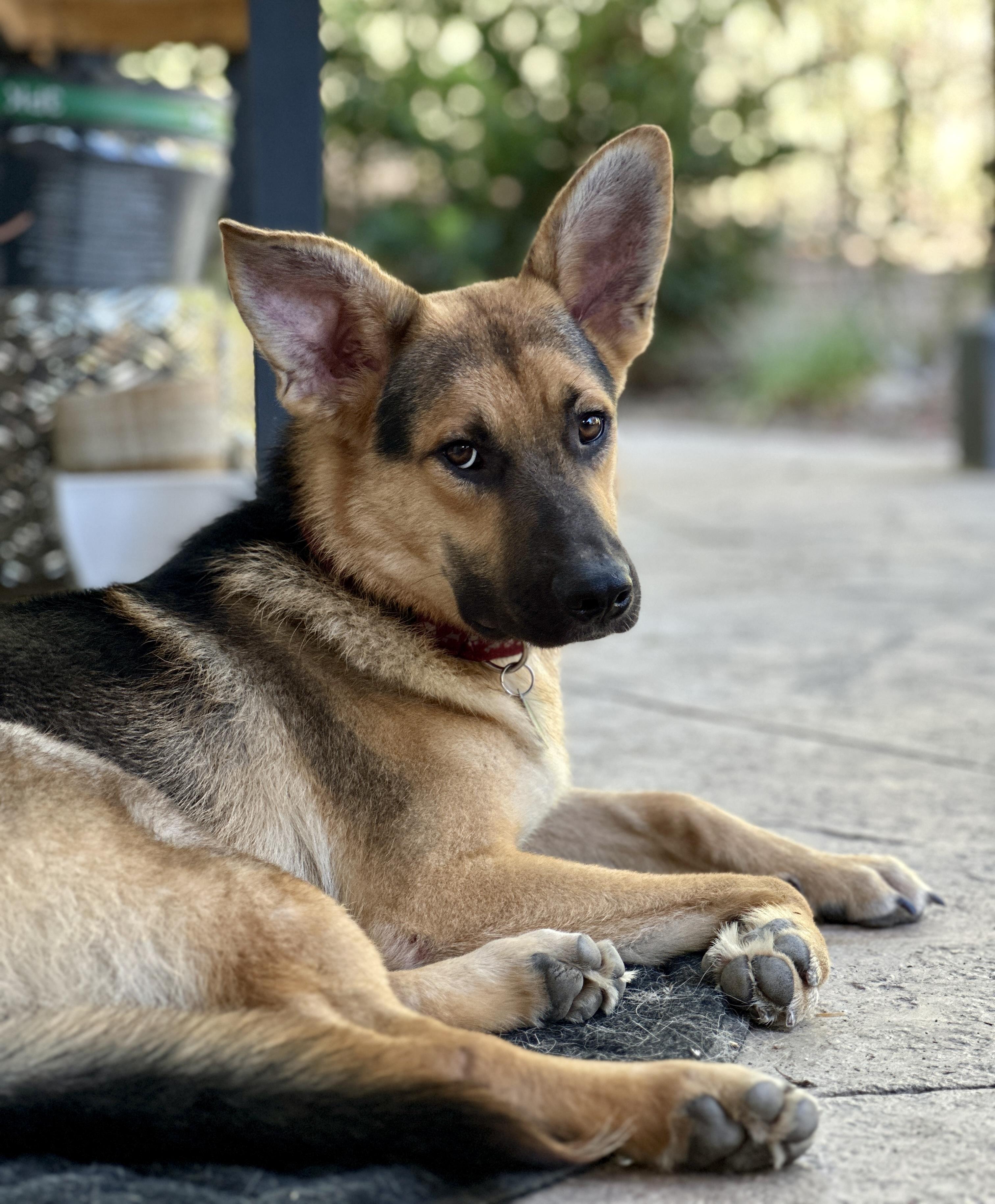 Enlarge Brisket - MINI Shep, a Adoptable mixed breed in Van Nuys, CA image 3/3