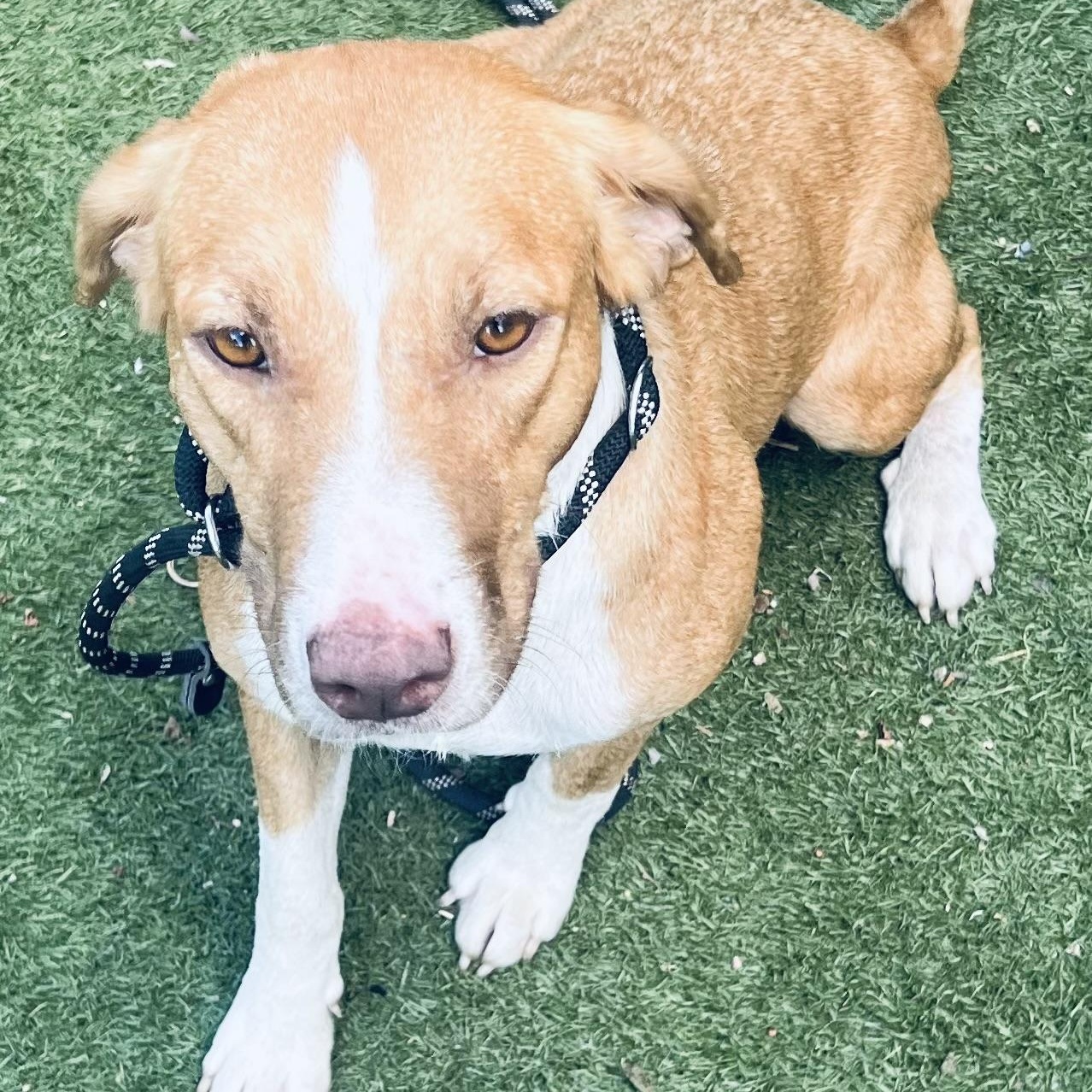 Evie! Sweetest companion!