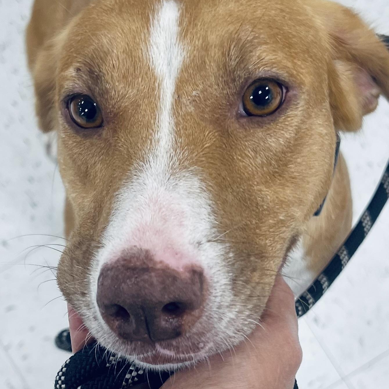 Evie! Sweetest companion!