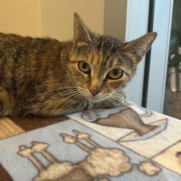 Chia Pet, Adoptable, Adult Female Domestic Short Hair.