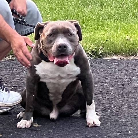 Enlarge Mosher, a Adoptable Bull Terrier in Fleetwood, PA image 6/6
