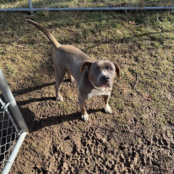 Enlarge Mosher, a Adoptable Bull Terrier in Fleetwood, PA image 5/6