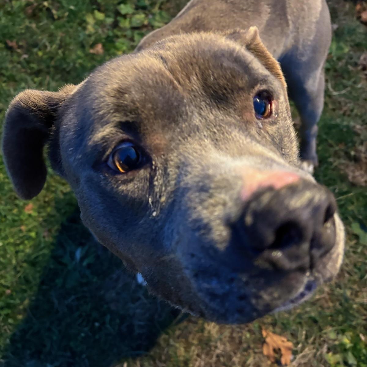 Enlarge Mosher, a Adoptable Bull Terrier in Fleetwood, PA image 1/6