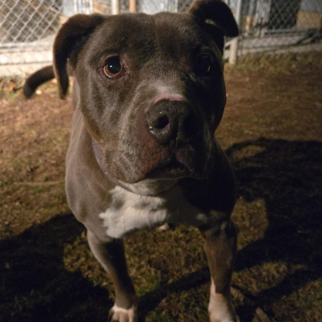 Enlarge Mosher, a Adoptable Bull Terrier in Fleetwood, PA image 4/6