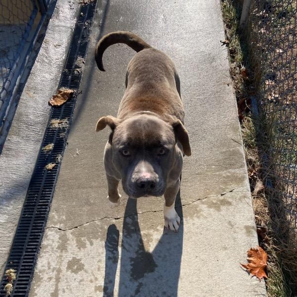 Enlarge Mosher, a Adoptable Bull Terrier in Fleetwood, PA image 2/6