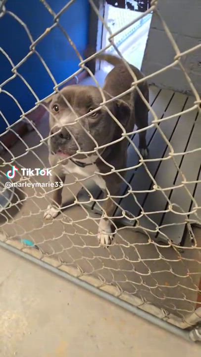 Enlarge Mosher, a Adoptable Bull Terrier in Fleetwood, PA video 3/6