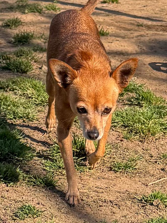 Enlarge GEORGIA , an adoptable Chihuahua in Fresno, CA image 4/5