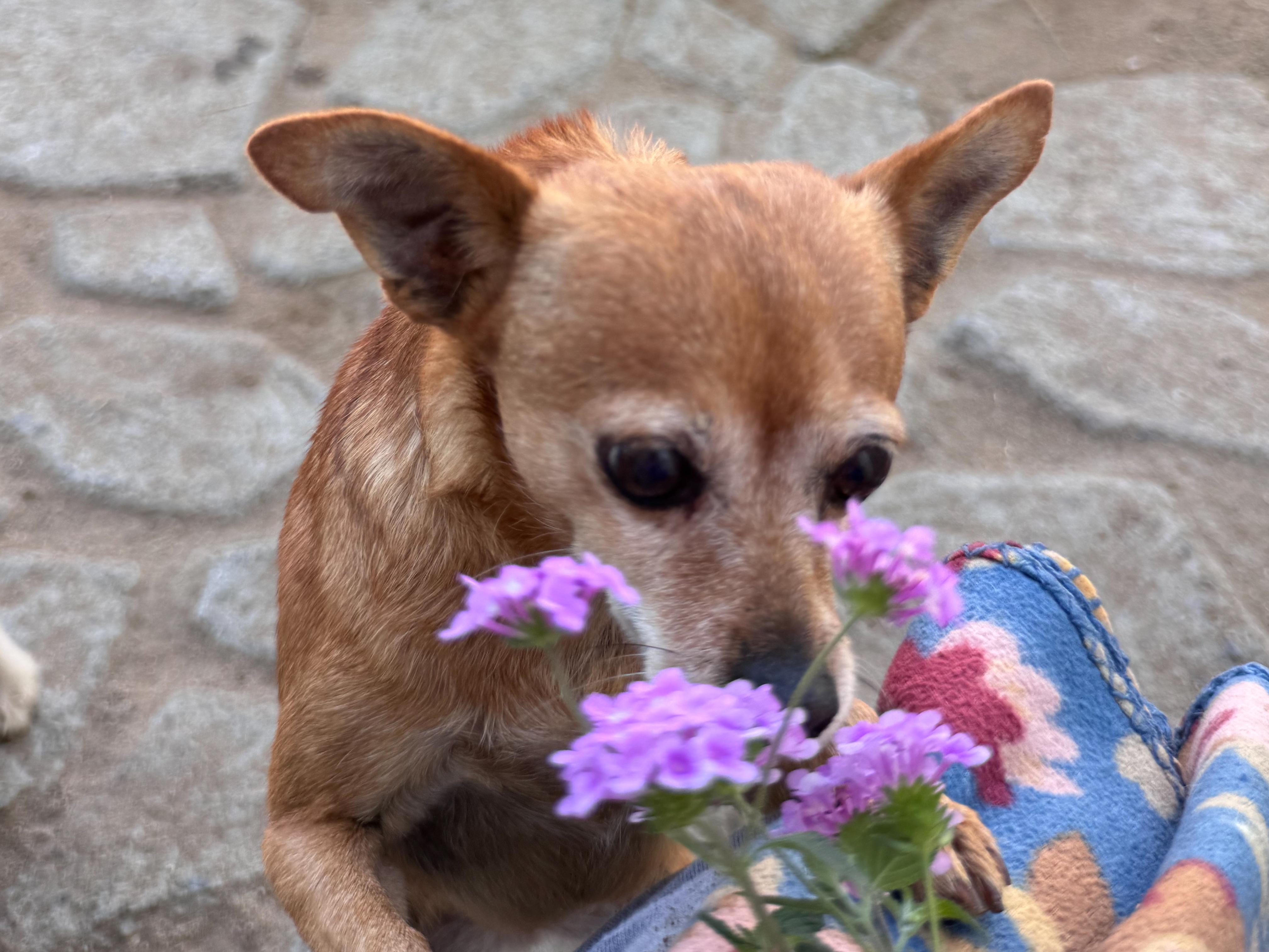 Enlarge GEORGIA , an adoptable Chihuahua in Fresno, CA image 1/5