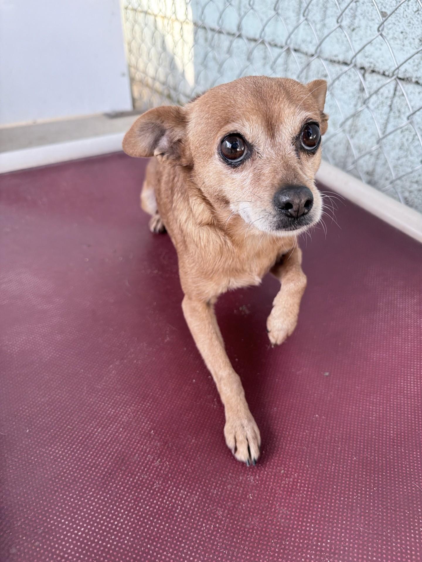 Enlarge GEORGIA , an adoptable Chihuahua in Fresno, CA image 2/5